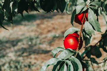 ripe red fruit nectarine among the leaves on a branch