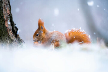 European squirrel in winter on feeder - obrazy, fototapety, plakaty