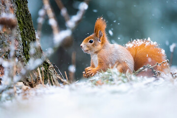 European squirrel in winter on feeder © jakubstepan