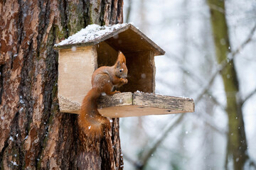 European squirrel in winter on feeder