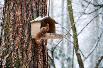 European squirrel in winter on feeder