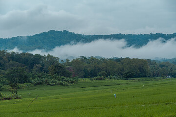 Fototapeta na wymiar A very wide area of ​​rice fields and green expanses under the Menoreh hills, Kulon Progo, Indonesia