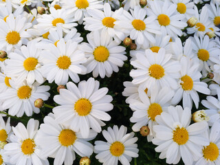 Natural floral background of white daisy flowers. Bellis Perennis. 