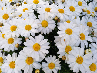 Natural floral background of white daisy flowers. Bellis Perennis.  © LuciaFdez