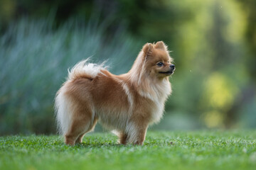 Cute fluffy pomeranian dog posing in spring park