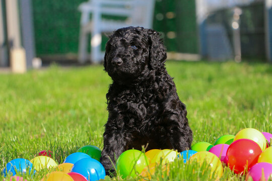 small black mixed puppy in the garden with colorfull plastic balls