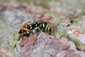 Closeup Longhorn Beetle - Plagionotus arcuatus. Insect on oak bark.
