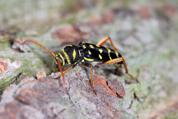 Closeup Longhorn Beetle - Plagionotus arcuatus. Insect on oak bark.