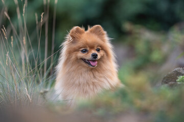 Close-up portrait of a cute fluffy and smiling pomeranian dog.
