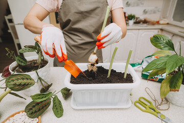 A woman takes care of plants in the kitchen. Spring transplant of flowers, watering. Home gardening.