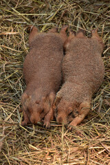 Prairie Dogs Stretched Out in a Pile of Straw