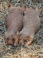Beautiful Pair of Prairie Dogs Resting in Straw