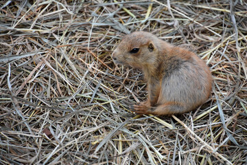 Baby Ground Squirrel Sitting Up on Haunches
