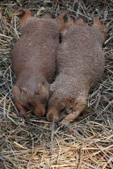 Romantic Pair of Prairie Dogs Snuggled Together