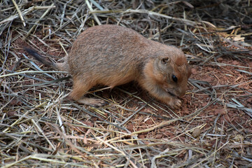 Very Cute Baby Ground Squirrel Looking Adorable