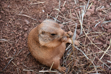 Small Baby Prairie Dog Eating a Snack