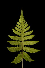 Long Beech Fern (Phegopteris connectilis). Frond Closeup