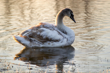 Wild swans on the banks of the Danube canal.