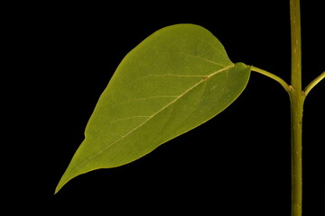 Lilac (Syringa vulgaris). Leaf and Stem Detail Closeup