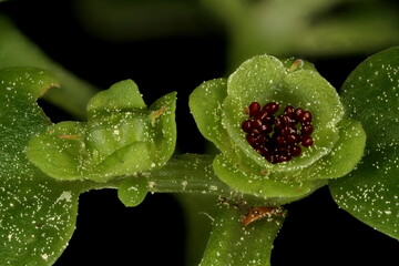 Alternate-Leaved Golden-Saxifrage (Chrysosplenium alternifolium). Infructescence Detail Closeup