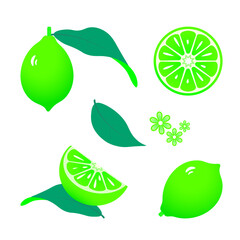 green lime isolated on white background