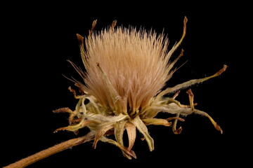Viper's Grass (Scorzonera humilis). Fruiting Capitulum Closeup
