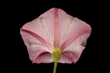 Field Bindweed (Convolvulus arvensis). Flower Closeup