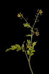 Marsh Yellow-Cress (Rorippa palustris). Habit
