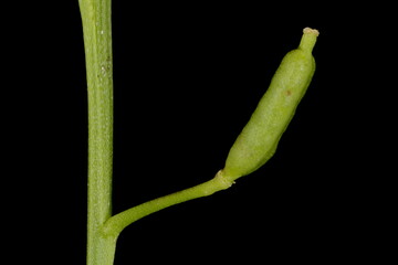 Obraz premium Marsh Yellow-Cress (Rorippa palustris). Fruit Closeup