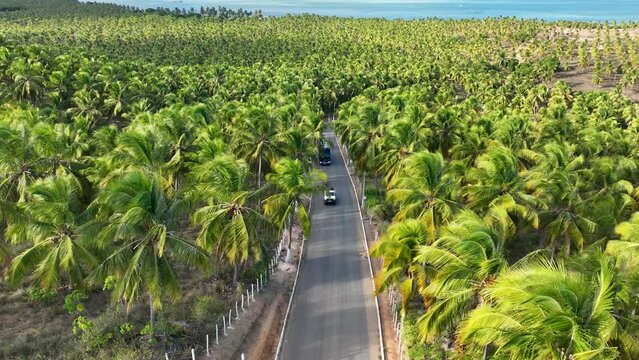 Coconut trees plantation near Gunga Beach at Maceio Alagoas Brazil. Palm trees plantation at countryside of Maceio Alagoas Brazil. Rural scenery.