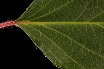 Hardy Kiwi (Actinidia arguta). Leaf Base Closeup