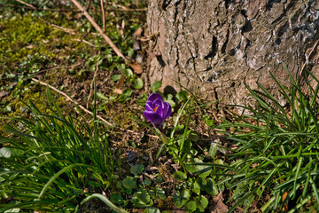 beautiful purple crocuses in the sun in early spring