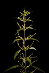 Common Nettle (Urtica dioica). Male Inflorescence Closeup