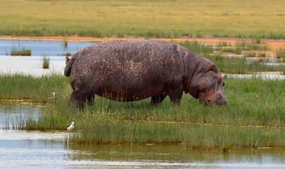 hippopotamus in the river