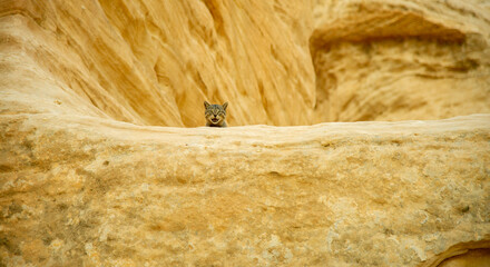 Wild cat in Petra Jordan
