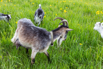 Cute free range goatling on organic natural eco animal farm freely grazing in meadow background. Domestic goat graze chewing in pasture. Modern animal livestock, ecological farming. Animal rights
