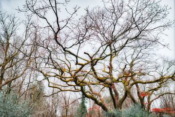 Trees in Winter