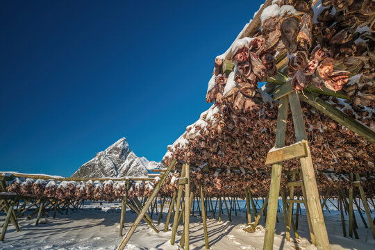 Arctic cod at Lofoten in Norway Europe