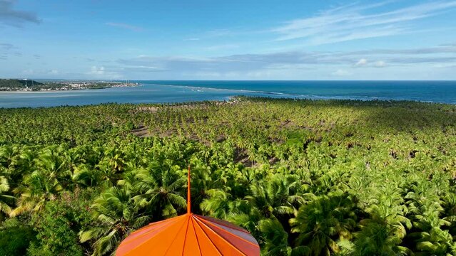 Coconut trees plantation near Gunga Beach at Maceio Alagoas Brazil. Palm trees plantation at countryside of Maceio Alagoas Brazil. Rural scenery.