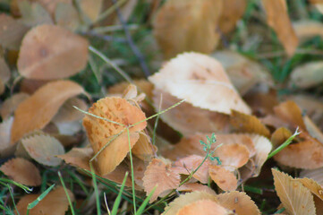Autumnal fallen leaves on green grass closeup view with selective focus on foreground