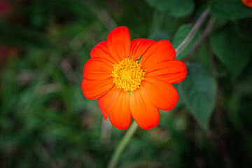 Abelhas no Cerrado no Centro Oeste