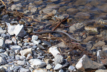  water snake on the bank of the Volga