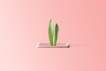 Easter online shopping concept with copy space on a pink background. Rabbit ears sticking out of...