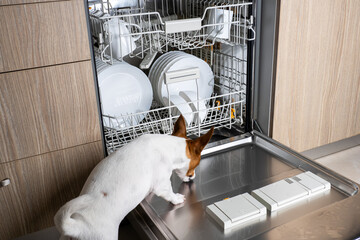 The dog climbed into the open dishwasher. Modern kitchen with built-in appliances. White plates and...