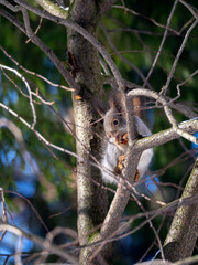 The squirrel sits on a branch, holds food in its paws and looks at you. Close-up. Sunny forest background with squirrel.