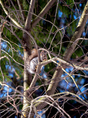 The squirrel sits high on a tree and looks out from behind a branch. Sunny forest background with squirrel.