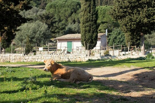 evocative image of calf grazing in Italy 
