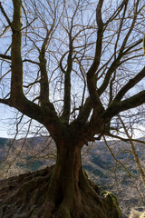 Fototapeta na wymiar large beech tree without leaves one winter day in the mountains of the basque country