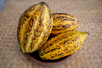 Close-up of three whole cacao fruit, yellow fresh cacao beans, background, no people