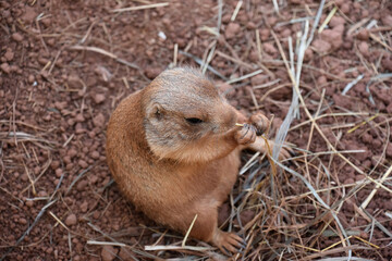 Small Snacking Prairie Dog Eating Straw or Hay
